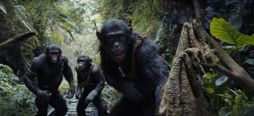 KINGDOM OF THE PLANET OF THE APES Review: A Disappointing Devolution of the Species